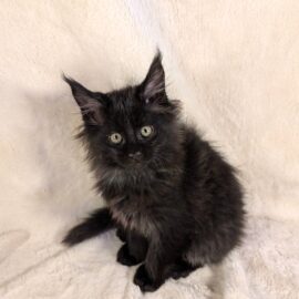 Jojo Black Maine Coon male