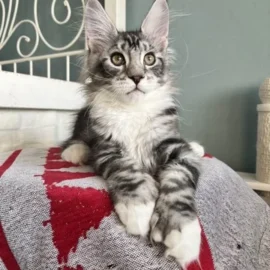 Mainecoon