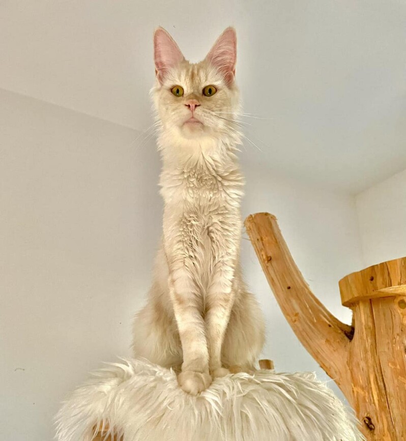 maine-coon-familly-canada-798x867